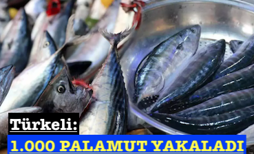 <center> Türkeli: </center><center><font color=’blue’>1.000 PALAMUT YAKALADI </font></center>