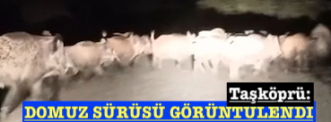 <center> Taşköprü: </center><center><font color=’blue’> DOMUZ SÜRÜSÜ GÖRÜNTÜLENDİ </font></center>