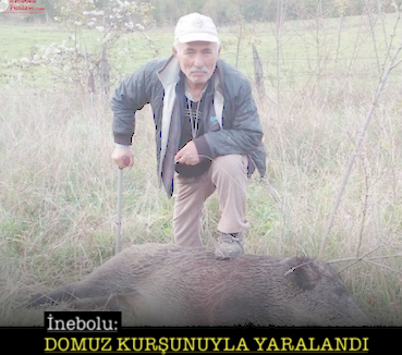 <center> İnebolu: </center><center><font color=’blue’> DOMUZ KURŞUNUYLA YARALANDI!</font></center>