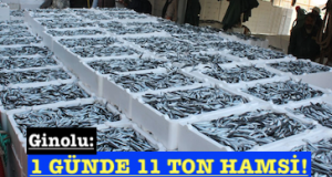<center> Ginolu: </center><center><font color=’blue’>1 GÜNDE 11 TON HAMSİ! </font></center>