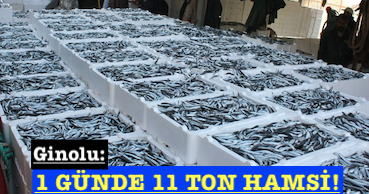 <center> Ginolu: </center><center><font color=’blue’>1 GÜNDE 11 TON HAMSİ! </font></center>
