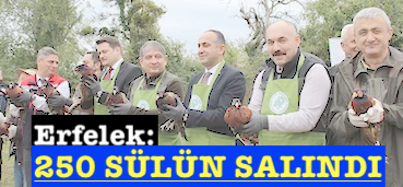 <center> Erfelek: </center><center><font color=’blue’>250 SÜLÜN SALINDI </font></center>