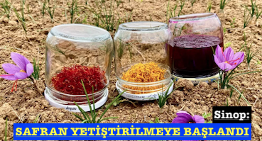 <center> Sinop: </center><center><font color=’blue’> SAFRAN YETİŞTİRİLMEYE BAŞLANDI </font></center>