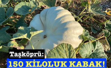 <center> Taşköprü: </center><center><font color=’blue’>150 KİLOLUK KABAK! </font></center>