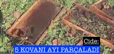 <center> Cide: </center><center><font color=’blue’>5 KOVANI AYI PARÇALADI </font></center>