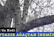 <center> Bartın’da Kedi </center><center><font color=’blue’>1 HAFTADIR AĞAÇTAN İNEMİYOR! </font></center>
