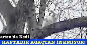 <center> Bartın’da Kedi </center><center><font color=’blue’>1 HAFTADIR AĞAÇTAN İNEMİYOR! </font></center>