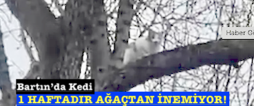 <center> Bartın’da Kedi </center><center><font color=’blue’>1 HAFTADIR AĞAÇTAN İNEMİYOR! </font></center>