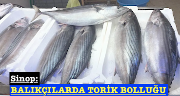 <center> Sinop: </center><center><font color=’blue’> BALIKÇILARDA TORİK BOLLUĞU </font></center>