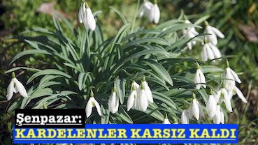 <center> Şenpazar: </center><center><font color=’blue’> KARDELENLER KARSIZ KALDI </font></center>