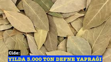 <center> Cide: </center><center><font color=’blue’> YILDA 3.000 TON DEFNE YAPRAĞI </font></center>