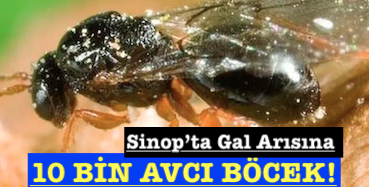 <center> Sinop’ta Gal Arısına  </center><center><font color=’blue’>10 BİN AVCI BÖCEK! </font></center>