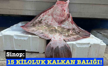 <center> Sinop: </center><center><font color=’blue’>15 KİLOLUK KALKAN BALIĞI! </font></center>