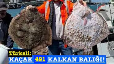 <center> Türkeli: </center><center><font color=’blue’> KAÇAK 491 KALKAN BALIĞI! </font></center>