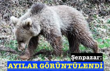 <center> Şenpazar: </center><center><font color=’blue’> AYILAR GÖRÜNTÜLENDİ </font></center>