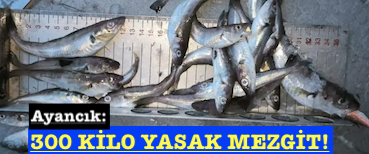 <center> Ayancık: </center><center><font color=’blue’>300 KİLO YASAK MEZGİT! </font></center>