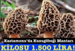 <center> Kastamonu’da Kuzugöbeği Mantarı  </center><center><font color=’blue’> KİLOSU 1.500 LİRA! </font></center>