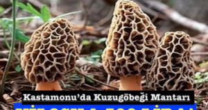<center> Kastamonu’da Kuzugöbeği Mantarı  </center><center><font color=’blue’> KİLOSU 1.500 LİRA! </font></center>