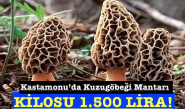 <center> Kastamonu’da Kuzugöbeği Mantarı  </center><center><font color=’blue’> KİLOSU 1.500 LİRA! </font></center>
