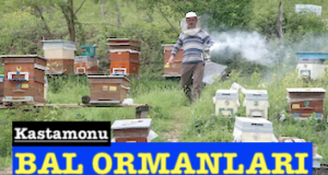 <center> Kastamonu: </center><center><font color=’blue’> BAL ORMANLARI </font></center>