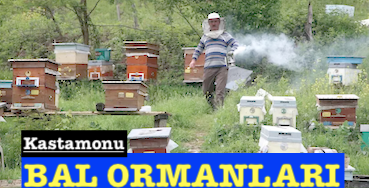 <center> Kastamonu: </center><center><font color=’blue’> BAL ORMANLARI </font></center>