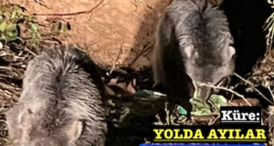 <center> Küre: </center><center><font color=’blue’> YOLDA AYILAR GÖRÜNTÜLENDİ </font></center>