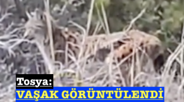 <center> Tosya: </center><center><font color=’blue’> VAŞAK GÖRÜNTÜLENDİ </font></center>