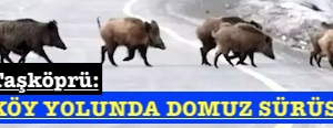 <center> Taşköprü: </center><center><font color=’blue’> KÖY YOLUNDA DOMUZ SÜRÜSÜ  </font></center>