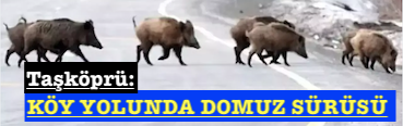 <center> Taşköprü: </center><center><font color=’blue’> KÖY YOLUNDA DOMUZ SÜRÜSÜ  </font></center>