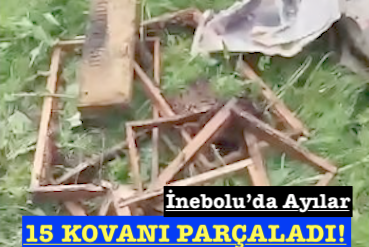 <center> İnebolu’da Ayılar </center><center><font color=’blue’>15 KOVANI PARÇALADI! </font></center>