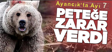 <center> Ayancık: </center><center><font color=’blue’> AYI, 7 KOVANA ZARAR VERDİ </font></center>