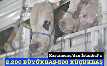 <center> Kastamonu’dan İstanbul’a  </center><center><font color=’blue’>2.200 BÜYÜKBAŞ-300 KÜÇÜKBAŞ </font></center>