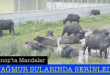 <center> Sinop’ta Mandalar  </center><center><font color=’blue’> YAĞMUR SULARINDA SERİNLEDİ </font></center>