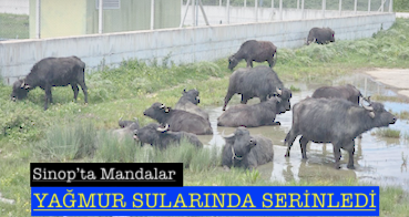 <center> Sinop’ta Mandalar  </center><center><font color=’blue’> YAĞMUR SULARINDA SERİNLEDİ </font></center>