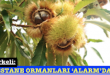 <center> Türkeli: </center><center><font color=’blue’>‘KESTANE ORMANLARI ‘ALARM’DA!’ </font></center>