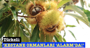 <center> Türkeli: </center><center><font color=’blue’>‘KESTANE ORMANLARI ‘ALARM’DA!’ </font></center>