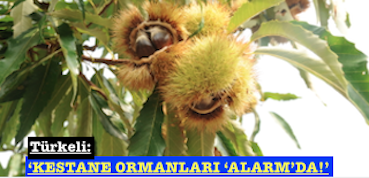 <center> Türkeli: </center><center><font color=’blue’>‘KESTANE ORMANLARI ‘ALARM’DA!’ </font></center>
