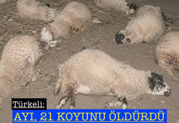 <center> Türkeli: </center><center><font color=’blue’> AYI, 21 KOYUNU ÖLDÜRDÜ </font></center>