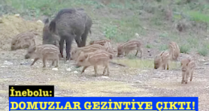 <center> İnebolu: </center><center><font color=’blue’> DOMUZLARI GEZİNTİYE ÇIKTI! </font></center>