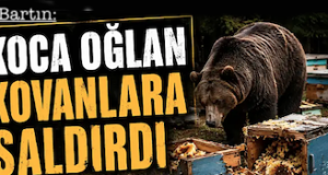 <center> Bartın: </center><center><font color=’blue’> KOCA OĞLAN KOVANLARA SALDIRDI </font></center>