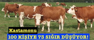 <center> Kastamonu: </center><center><font color=’blue’>100 KİŞİYE 73 SIĞIR DÜŞÜYOR! </font></center>