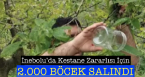 <center> İnebolu’da Kestane Zararlısı İçin </center><center><font color=’blue’>2.000 BÖCEK SALINDI </font></center>