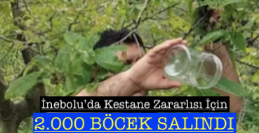 <center> İnebolu’da Kestane Zararlısı İçin </center><center><font color=’blue’>2.000 BÖCEK SALINDI </font></center>