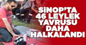 <center> Sinop-Saraydüzü: </center><center><font color=’blue’>46 LEYLEK YAVRUSU HALKALANDI </font></center>