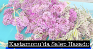 <center> Kastamonu’da Salep Hasadı: </center><center><font color=’blue’> KİLOSU 13 BİN TL! </font></center>