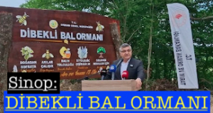 <center> Sinop: </center><center><font color=’blue’> DİBEKLİ BAL ORMANI </font></center>